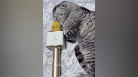 Funny cat vedio