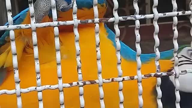 Cute parrot saying good morning