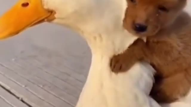 Cute Animals Dog and Duck