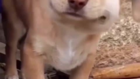 cute dogs|Bee bites dog | cute puppys