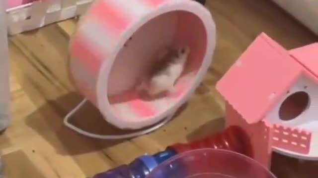 Rat Dancing