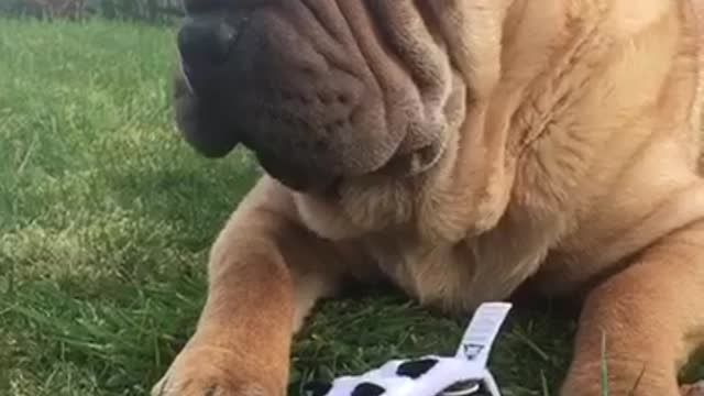 I found a new toy!