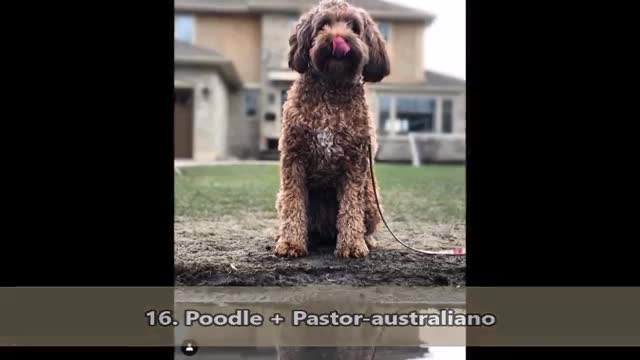 22 Dog mixes that look like they were created with Photoshop