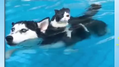 Best funny video. Dog swims. Daily shorts videos.