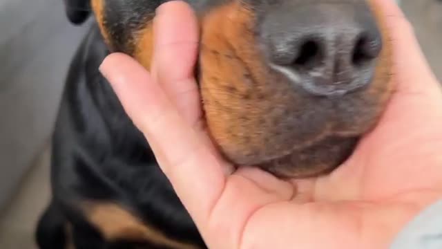 Funny Rottweiler Horn