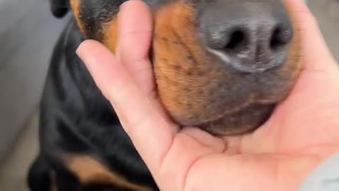 Funny Rottweiler Horn