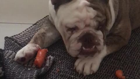 English bulldog loves carrot