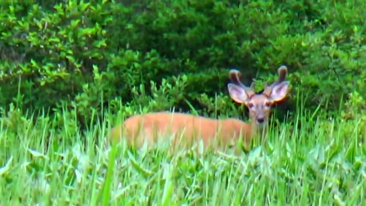 Dark White Tailed Deer