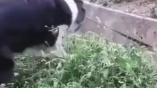 Funny Dog Videos You Can't Stop Laughing At | Pet Loverrific