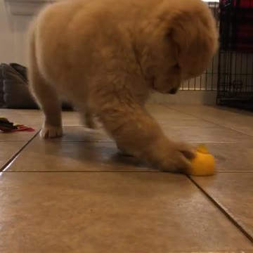 Cachorro completamente escéptico respecto de un inofensivo limón