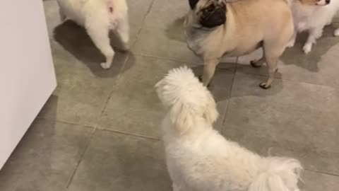 Lots of puppies in the dog cafe