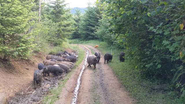 Pigs are Smart