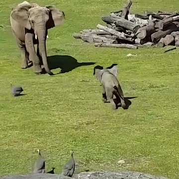 Cute Baby Elephant Trips While Playing With Birds