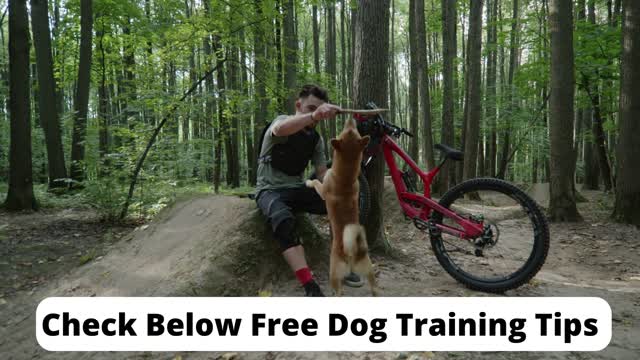 Dog Training