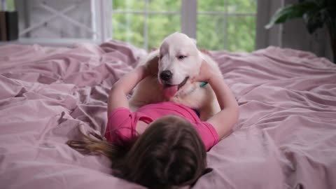 Big golden retriever puppy lying on top of little pet owner enjoying her caress and love