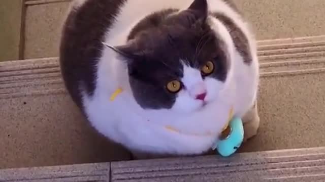 Funny Cat- Fat Cats Are So Cute