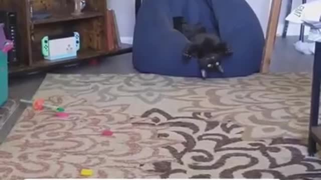 Funny cat