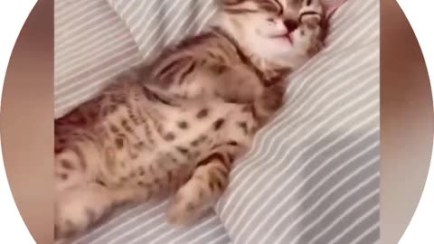 Cute cat is not waking up