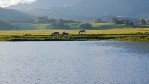 Zebras ( the animal world