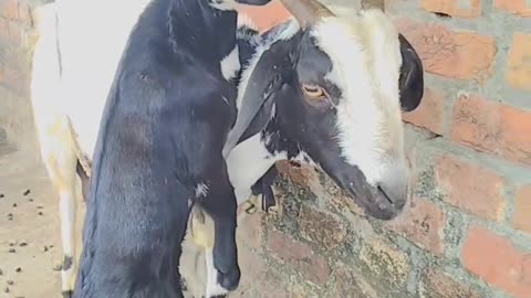 Baby Gaot Playing his mother