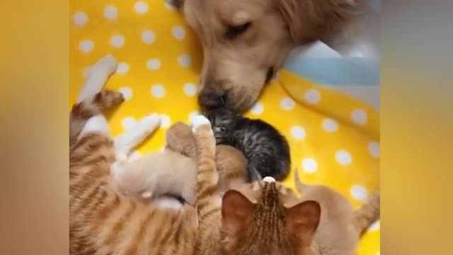 Golden Retriever guarding cute newborn kittens