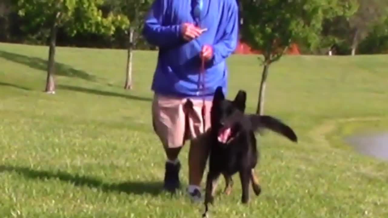 Guard dog training video step by step! (Part 1st )