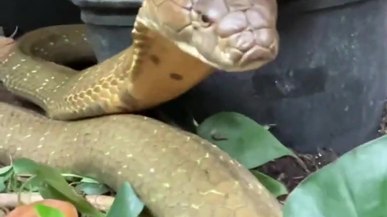 Massive King Cobra STRIKES! #short #shorts #kingcobra #animal #wildlife #nature #cobra #snake