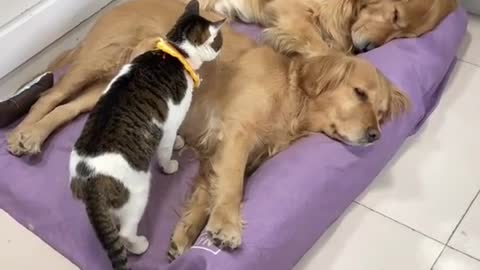 Cat and dog is best friend sleeping..