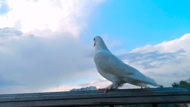 pigeon bird