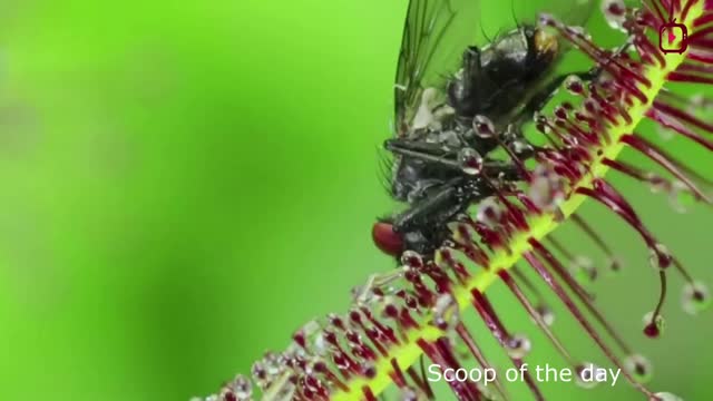 Top 10 deadly carnivorous plants that could kill you