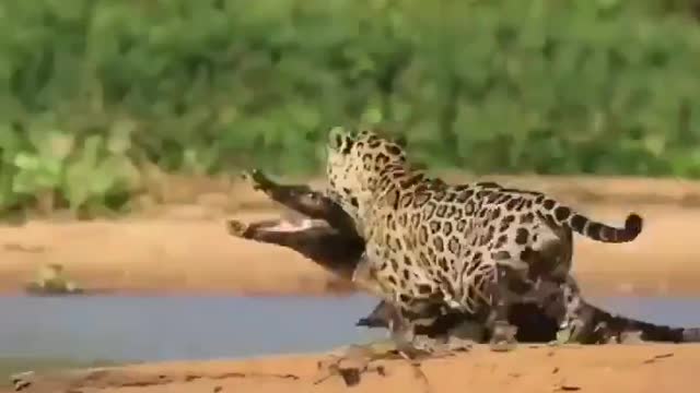 jaguar attacking impressive giant alligator