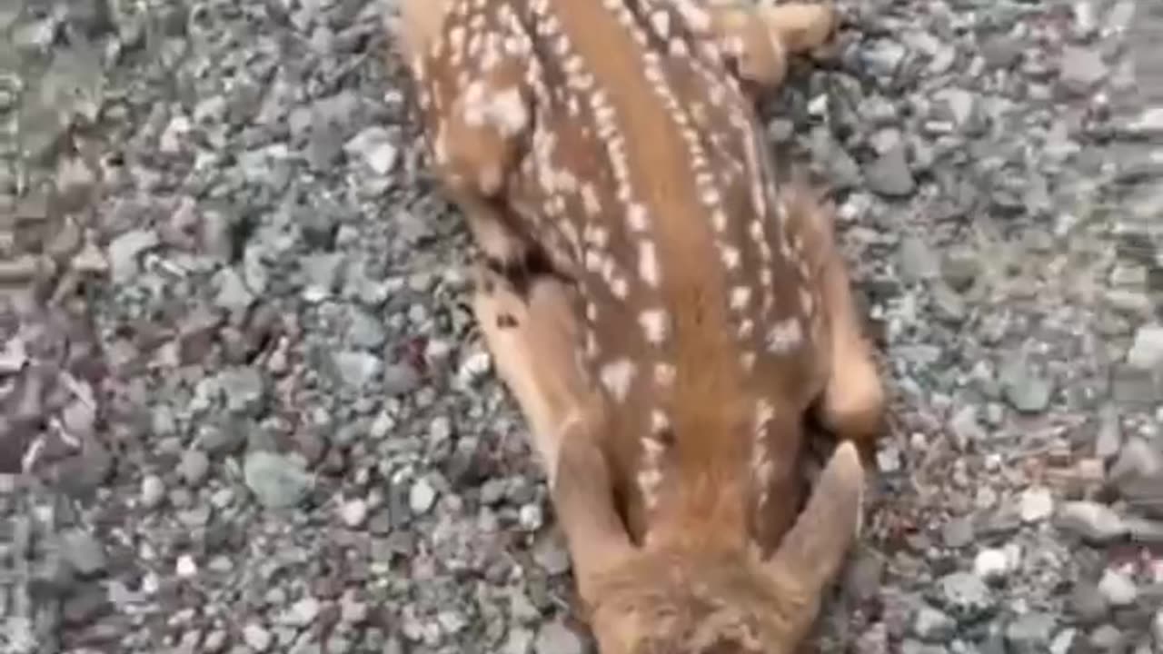 animal status only