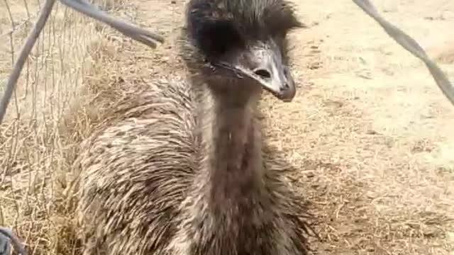 Ostrich, Republic of South Africa