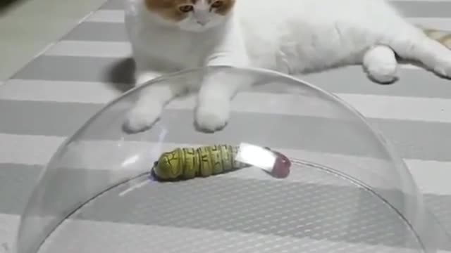 Bought two toy bugs to play with my cat