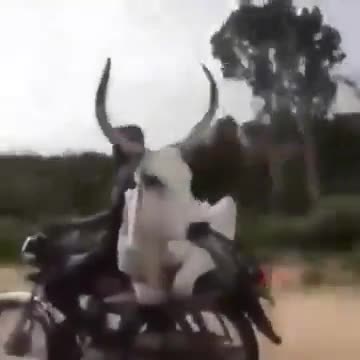 Moto and cow
