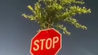 A tree grew inside the stop sign, The Most High is great.