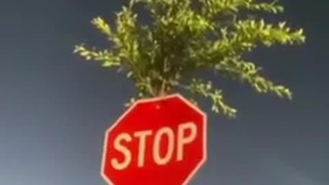 A tree grew inside the stop sign, The Most High is great.