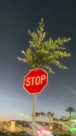 A tree grew inside the stop sign, The Most High is great.