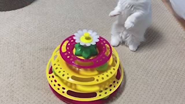 A cute cat stands up and catches a butterfly.