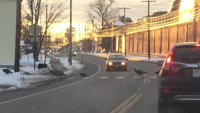 Turkey’s Leaving Concord Prison Using the Crosswalk