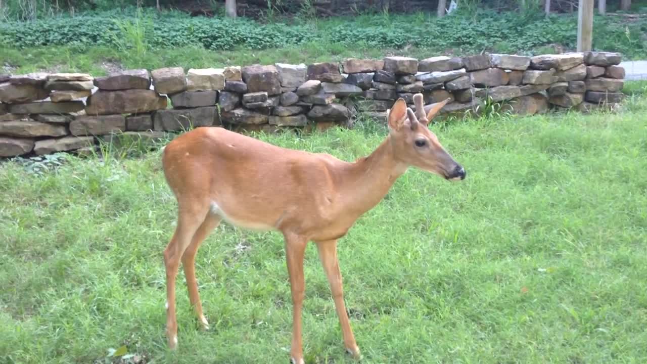 Deer Introduces Whole Herd to Woman Who Helped Care For Her When She Was Just A Tiny Fawn