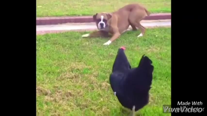 Funny Roosters