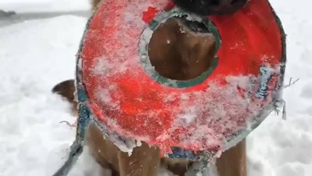 Brown dog with red snow goggles on holding red disk toy boomerang
