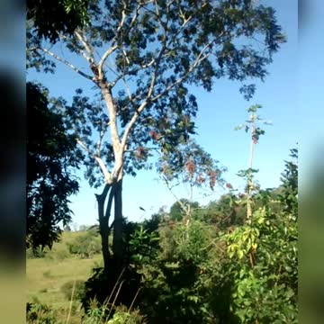 nature view from my balcony window