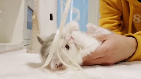 the best cute cat (the best of the world)