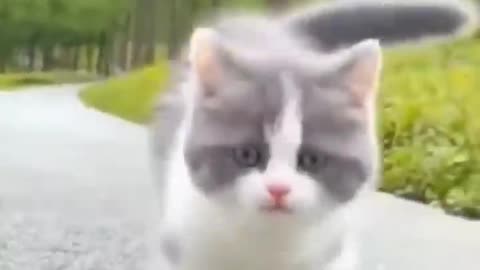 😻 Funny Cat 😻