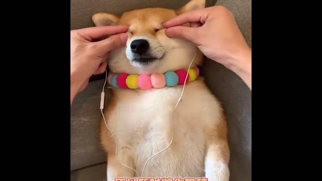 Cute and Funny Cat Dog