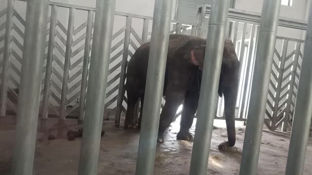 The elephant's trunk is so flexible, just like our hands!