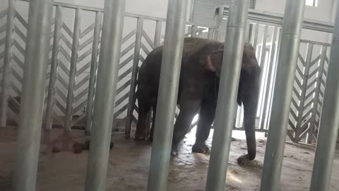 The elephant's trunk is so flexible, just like our hands!