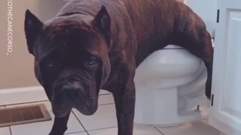 Toilet trained pooch